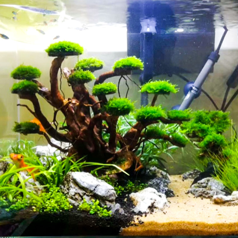 Aquarium Planted Substrate - زينة حوض السمك: شجرة طحلب، هيكل