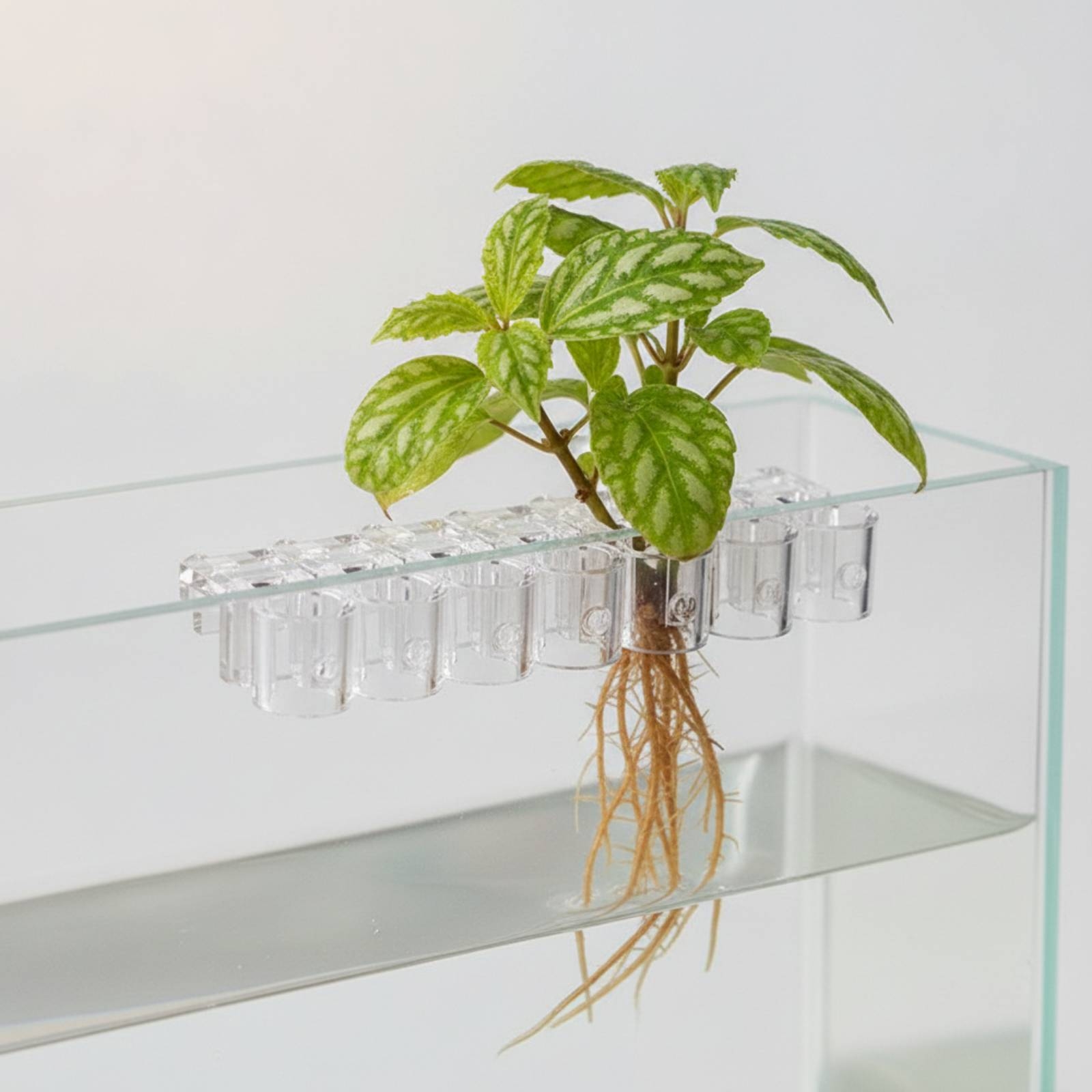 6 قطع مشبك دعم شفاف للزراعة ال - مراجعة Aquarium Plant Original وسعره