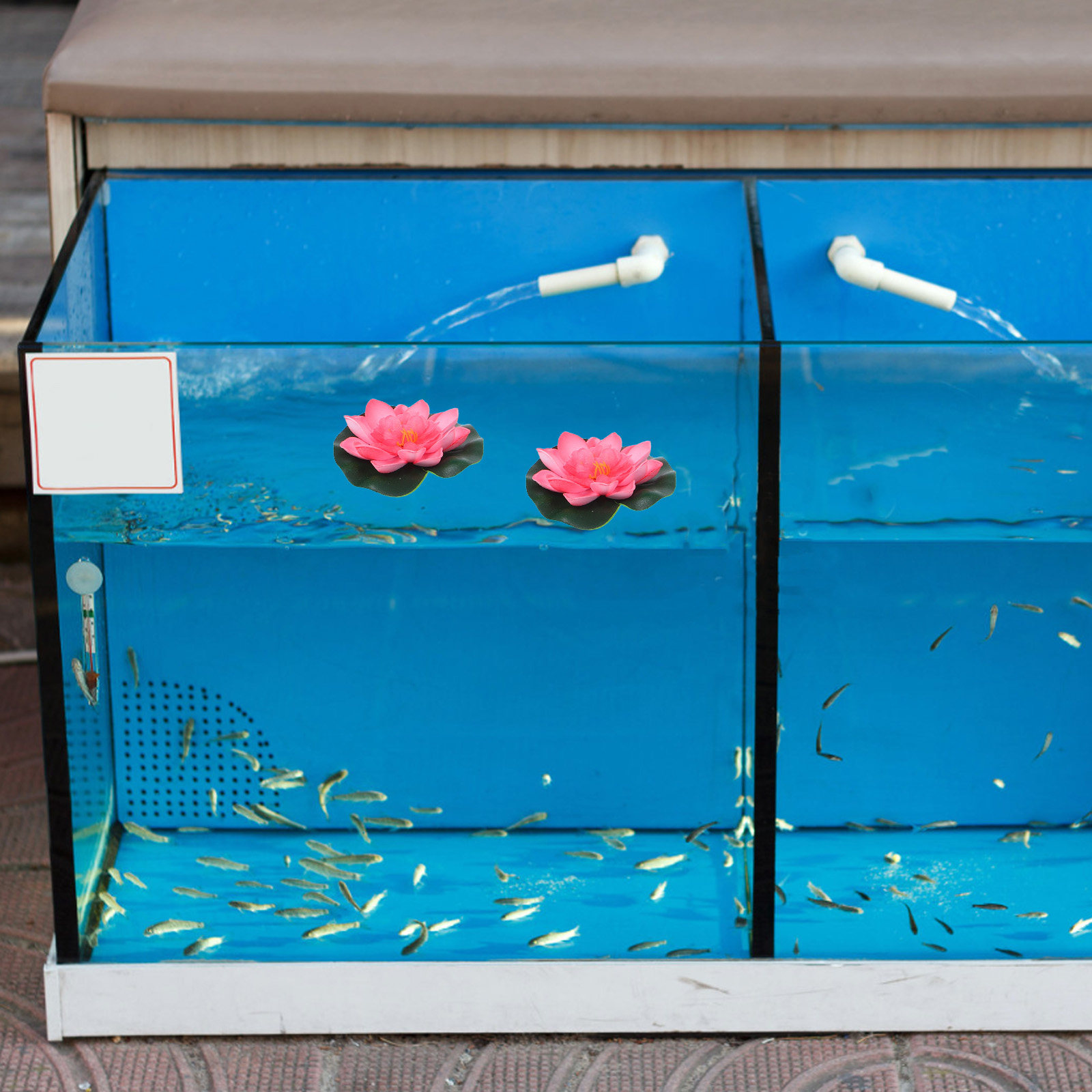 12 قطعة من الزهور المائية الاص - مراجعة Aquarium Plant Original وسعره