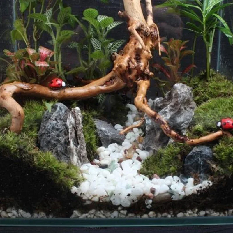 شجرة طبيعية جذع Driftwood لحوض - مراجعة Aquarium Planted Substrate وسعره