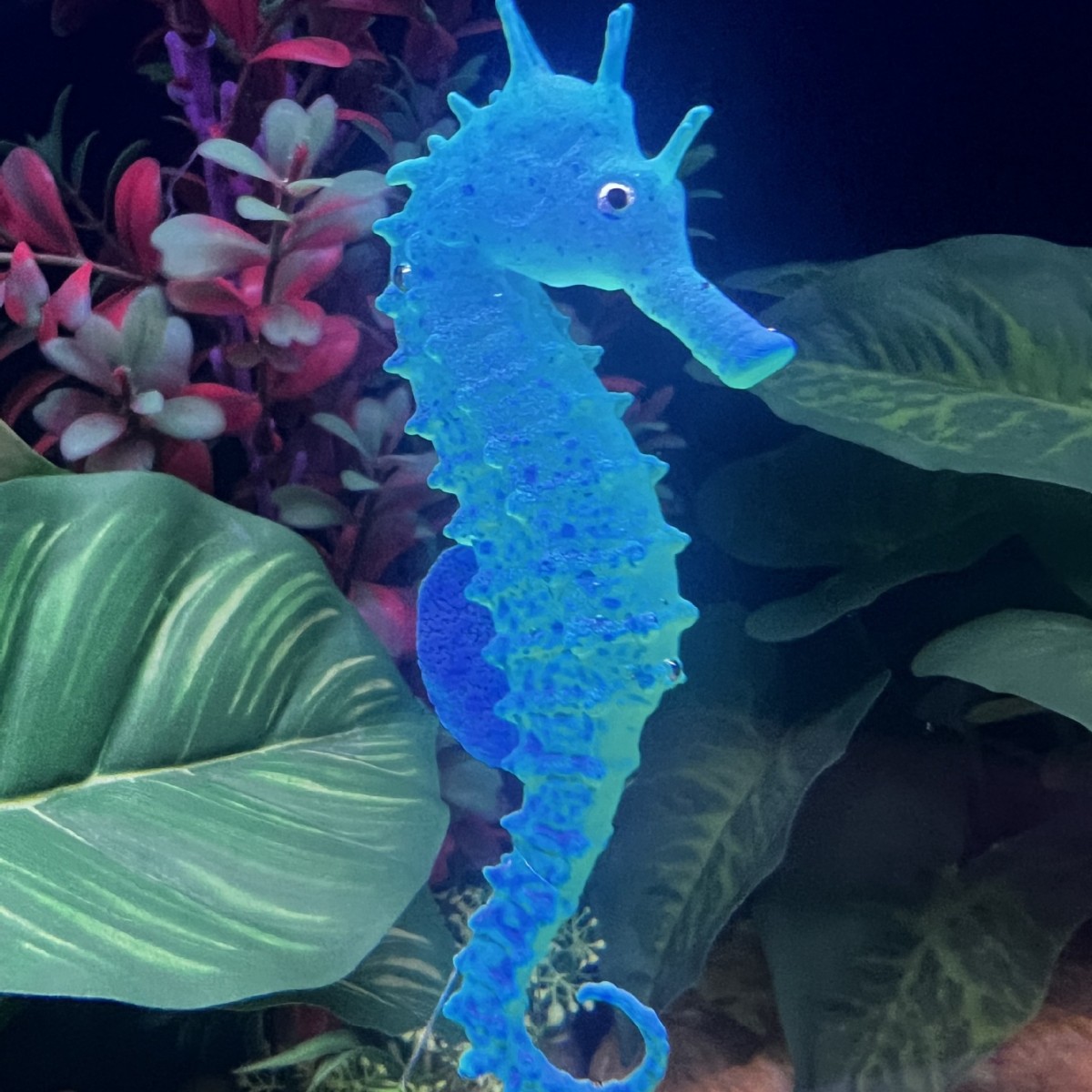 زينة حوض السمك على شكل فرس الب - مراجعة Aquarium Planted Substrate وسعره