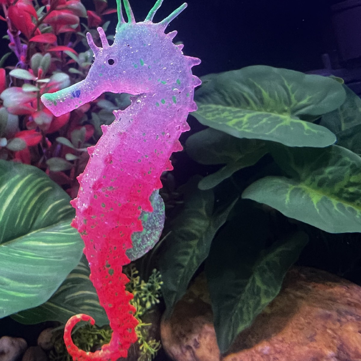 زينة حوض السمك على شكل فرس الب - مراجعة Aquarium Planted Substrate وسعره