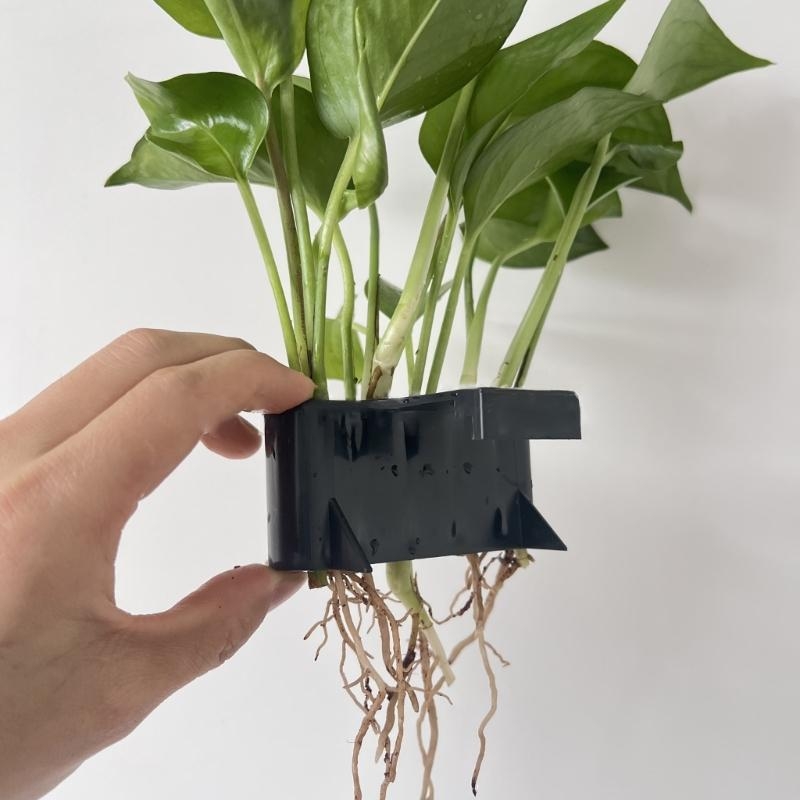 مصنع ماء الخزان المناظر الطبيع - مراجعة Emersed Plants Aquarium وسعره