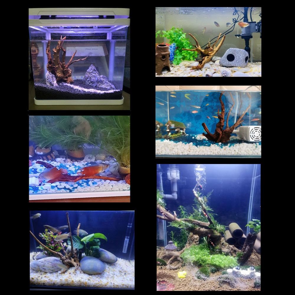 خشب عائم طبيعي كبير لحوض السمك - مراجعة Aquarium Planted Wood وسعره