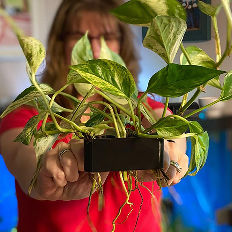 1 أو 2 أو 3 قطع سلة دعم نباتات - مراجعة Aquarium Planted Setup وسعره