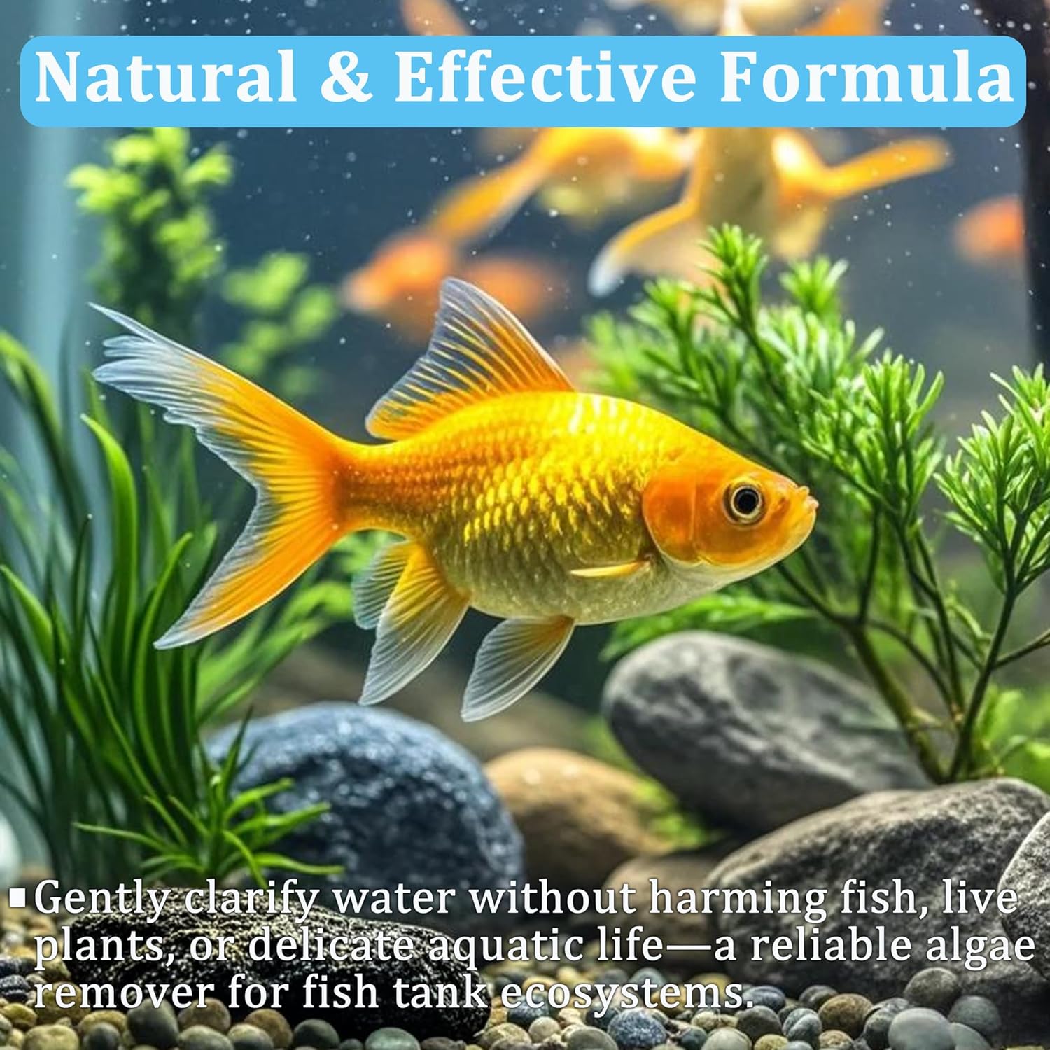 أقراص تنقية مياه أحواض السمك،  - مراجعة Aquarium Plant Liquid Fertilizer وسعره