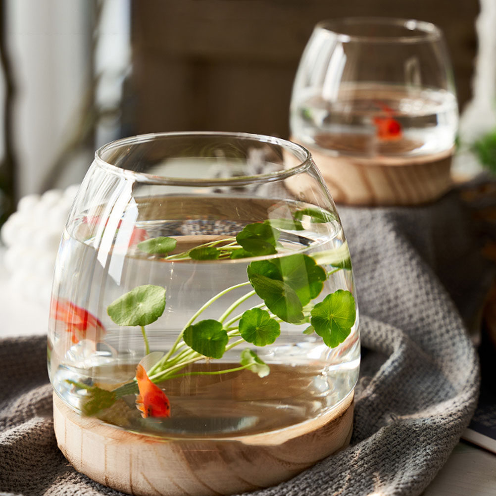 مجموعة واحدة من تيراريوم زجاجي - مراجعة Aquarium Plant Original وسعره