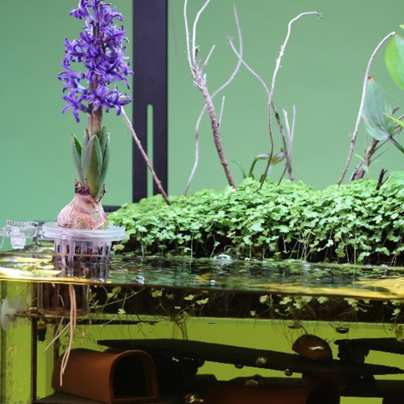 حامل نباتات أحواض السمك مع مشب - مراجعة Emersed Plants Aquarium وسعره