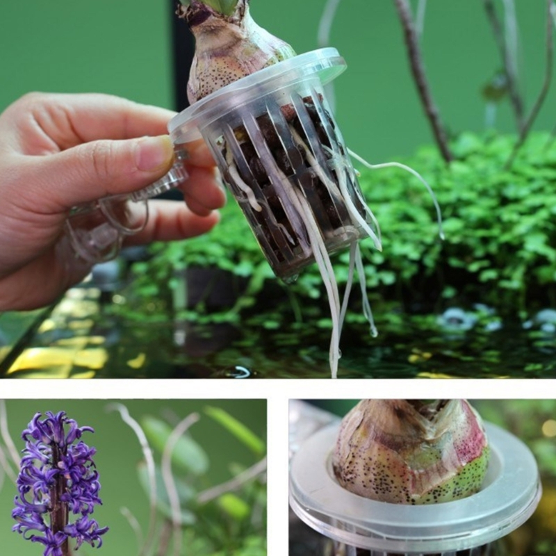 حامل نباتات أحواض السمك مع مشب - مراجعة Emersed Plants Aquarium وسعره